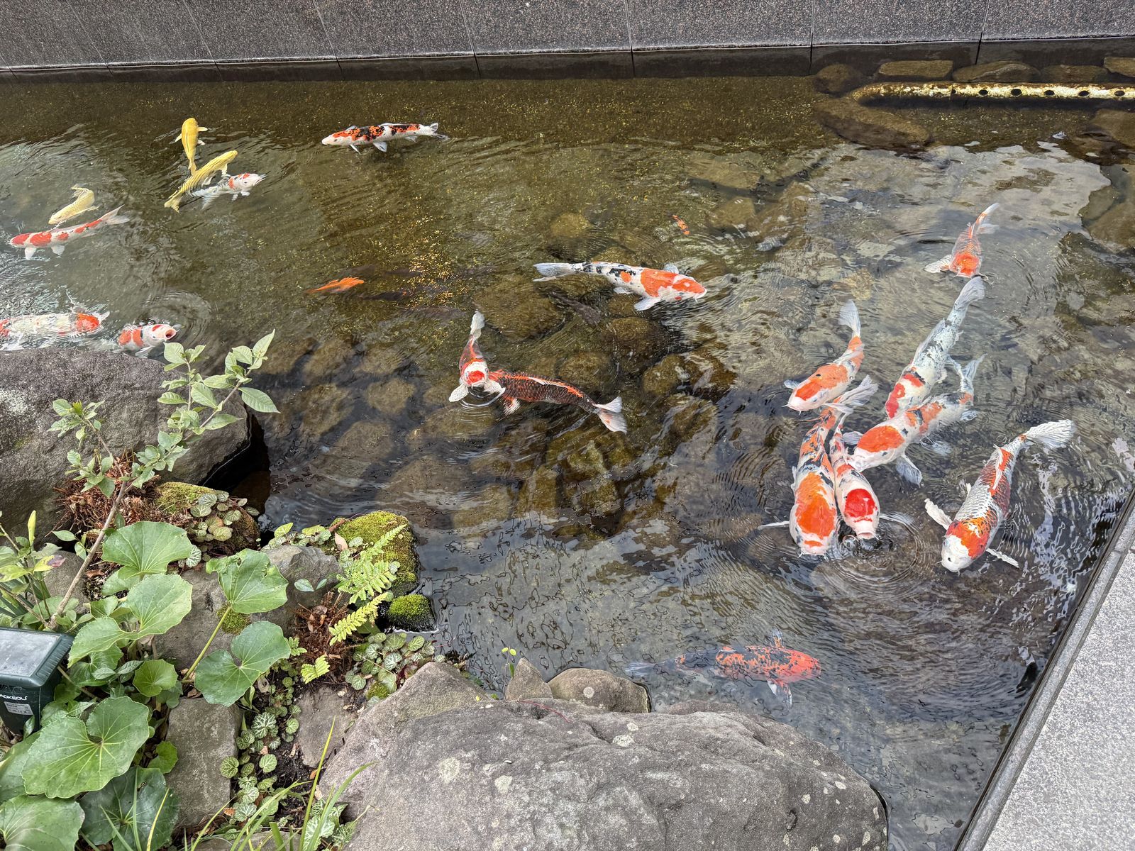 鯉がたくさん泳ぐ池