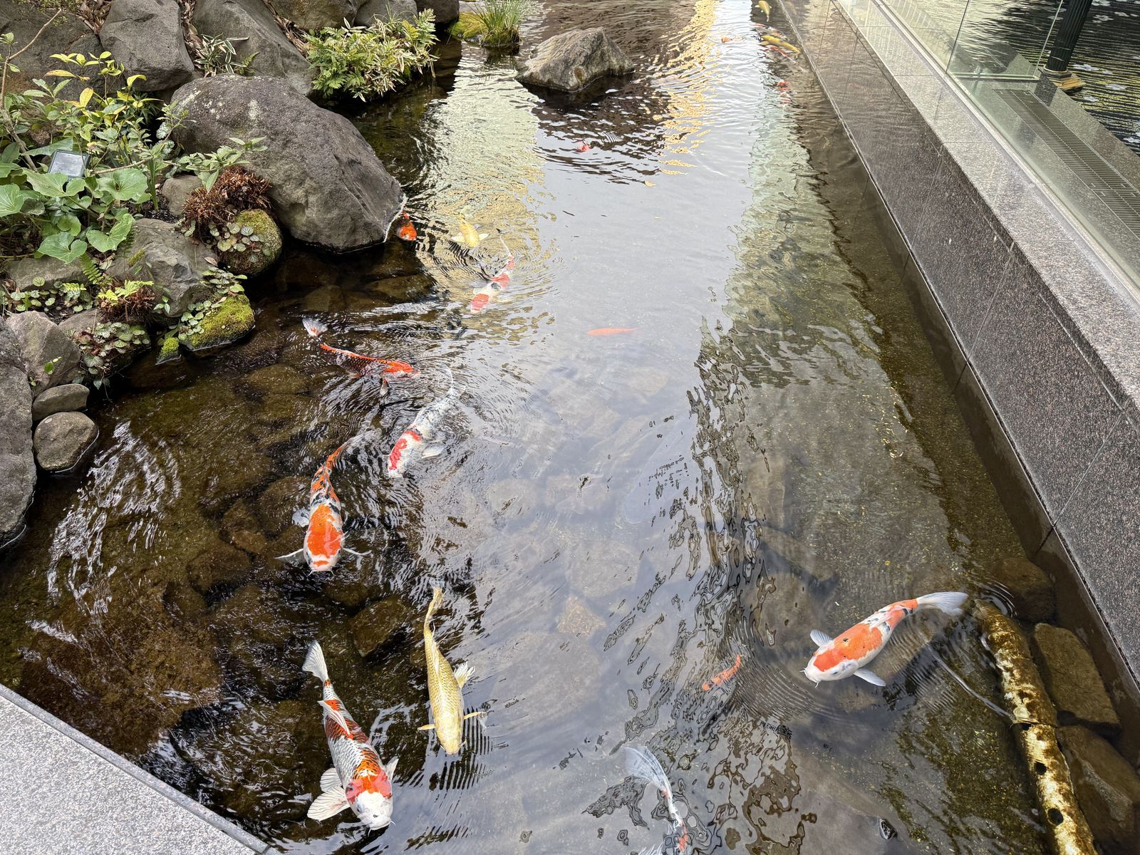 池を泳ぐ鯉